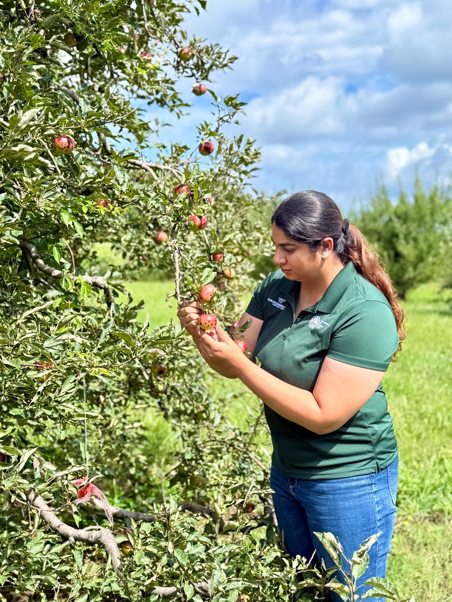 Virginia Tech Translational Plant Sciences Center (@vt_tpsc) on Twitter photo Ph.D. student Shabneek Kaur from the Acimovic Lab was awarded the <a href="/vtspes/">VT School of Plant and Environmental Sciences</a> Bruce W. Perry Scholarship! The award will help further her research in the development and application of Viability-Droplet Digital PCR (v-ddPCR) to detect and quantify Erwinia amylovora in pear cankers. Ph.D. student Shabneek Kaur from the Acimovic Lab was awarded the <a href="/vtspes/">VT School of Plant and Environmental Sciences</a> Bruce W. Perry Scholarship! The award will help further her research in the development and application of Viability-Droplet Digital PCR (v-ddPCR) to detect and quantify Erwinia amylovora in pear cankers.