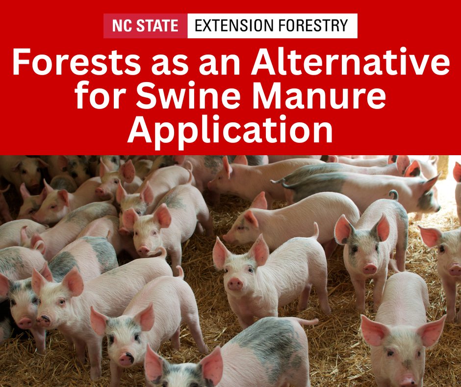 When applied correctly, swine manure provides forestland #soils needed nitrogen and phosphorus.
Swine producers can manage waste while putting valuable nutrients to work for forest owners.
Give our publication, which was recently revised last year, a read:
content.ces.ncsu.edu/forests-as-an-…