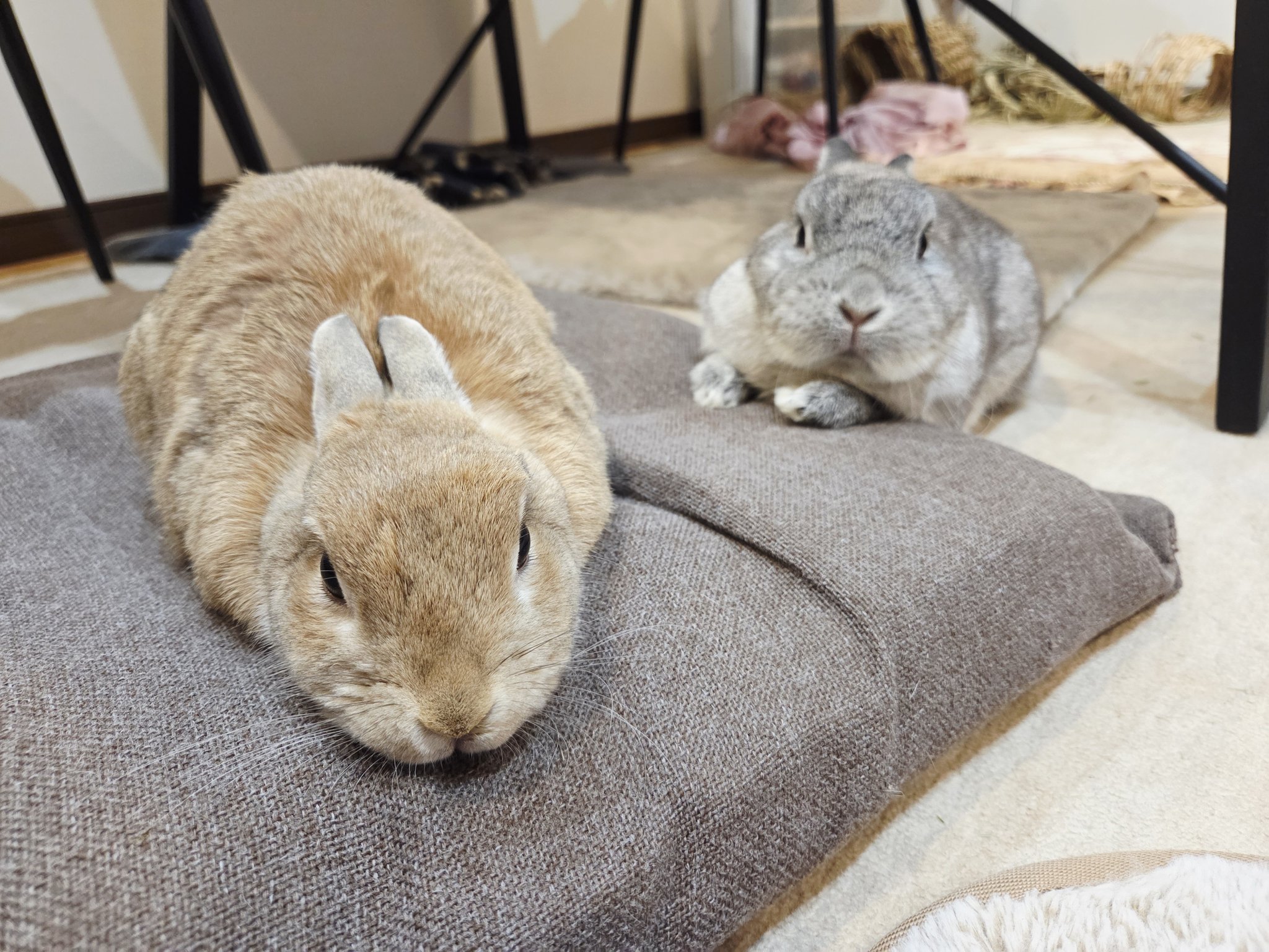 うさぎ様 うさぎの卯(う)＆讃(さ) on X: 