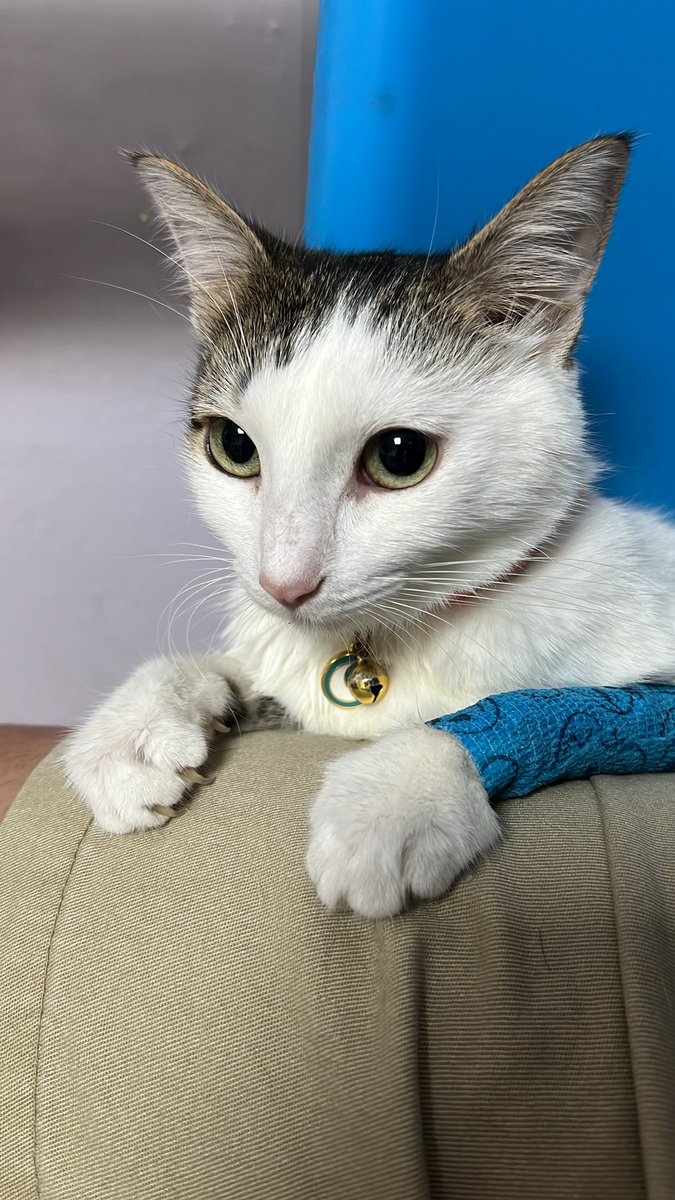 Bandita, hemos andado desaparecidos por depresión, pero ahora mi preocupación es más grande:
Mi niña acaba de ser diagnosticada con PIF 😢
Aún no entro a trabajar (está contemplado que sea a finales de agosto) y <a href="/PaulinaNoPaula/">La Psicomichi 🐈</a> necesita ser intervenida quirúrgicamente (sigue)
