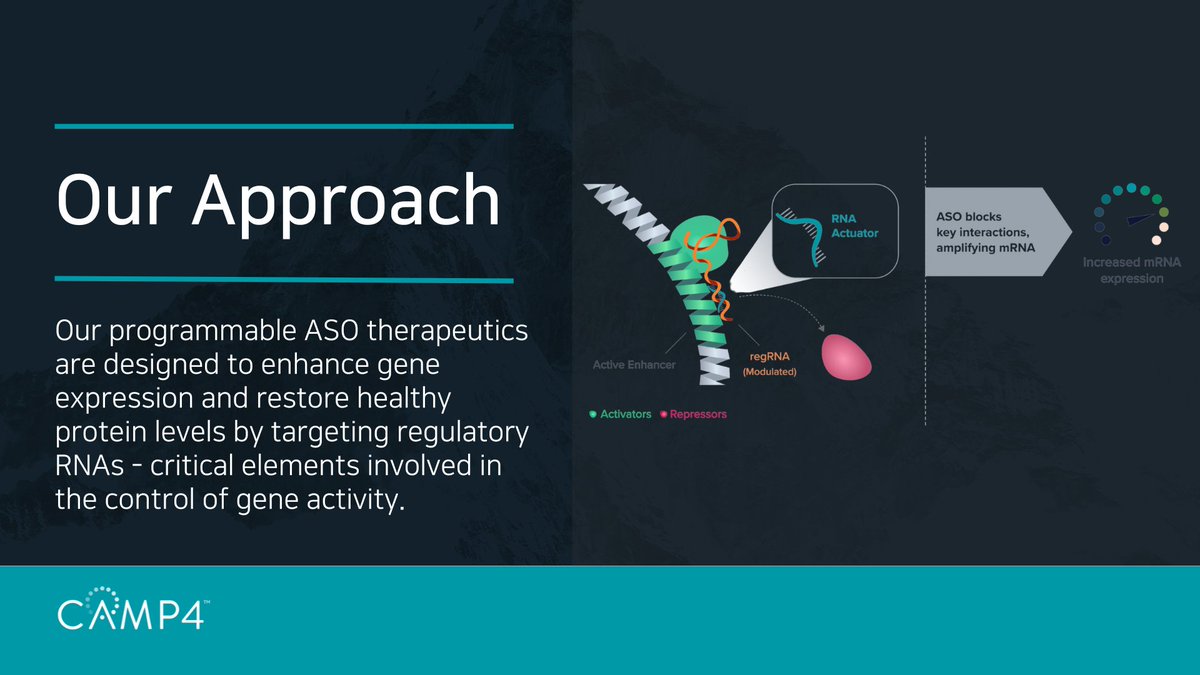 Our RAP Platform™ produces #regRNA-targeting therapies to upregulate #GeneExpression and restore healthy protein levels. This approach has the potential to treat a broad range of genetic diseases, including #SYNGAP1-related disorders. Learn more: bit.ly/3RF8vRx