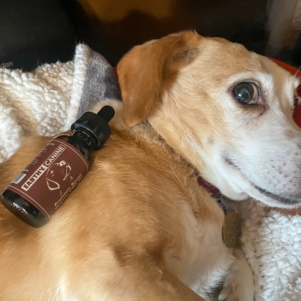 Earthy_Now's tweet image. 🐾 🛋️ When your dog’s chill level rivals royalty, you know something’s working. Earthy Canine drops help take the edge off. Bacon-flavored and vet-formulated for couch-ready comfort.

Cat parent? We’ve got a version tailored for them too.

#earthycanine #spoileddoglife #earthynow
