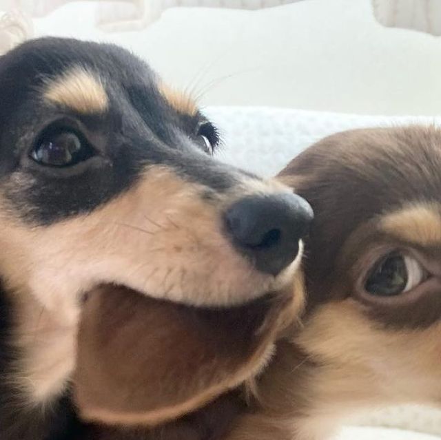 out of context dogs (@contextdogs) on Twitter photo 