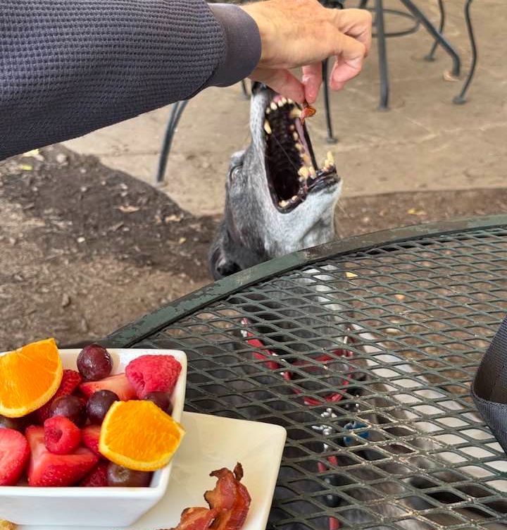 If get your snacks at Kroger, please be sure to participate in the Kroger Community Rewards Program with GALT selected as your beneficiary.  We are listed as “GREYHOUND ADOPTION LEAGUE OF TEXAS” and our account code is WA375.   #Greyhounds #Groceries