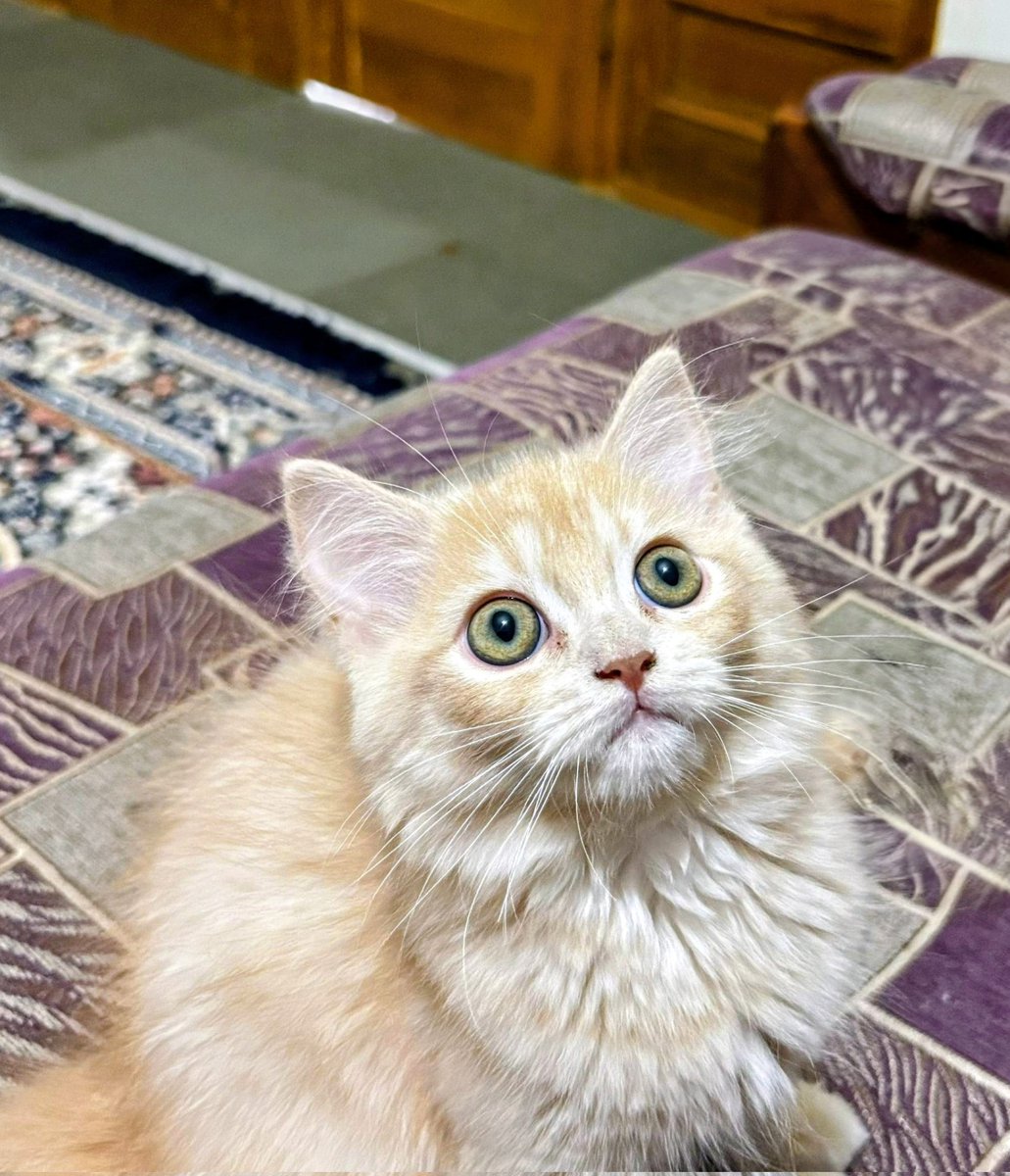 TechSavvyAS's tweet image. Meet Snowbell