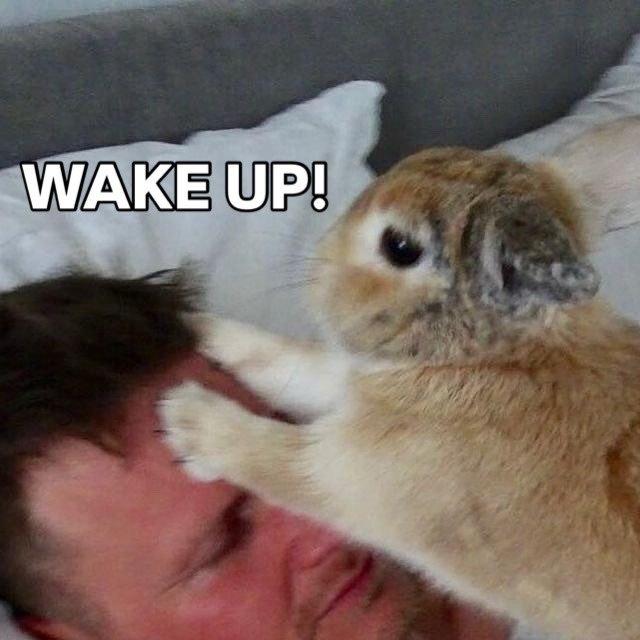 Bunnies (@bunnies) on Twitter photo 