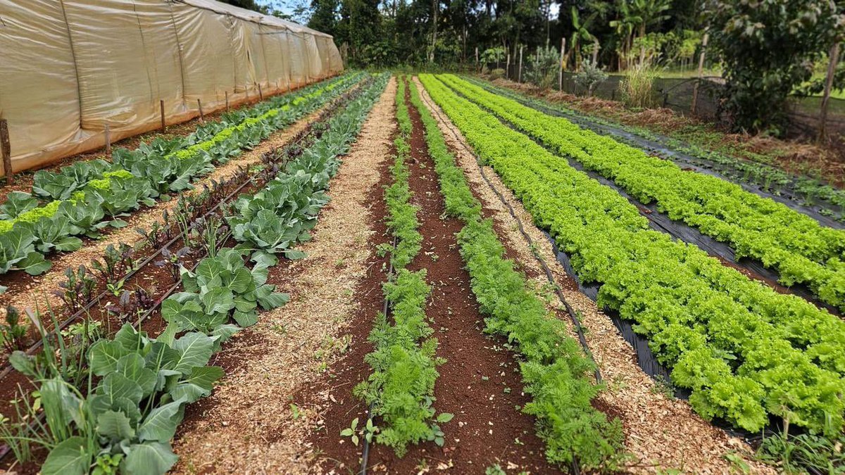 PRODUCCION A CAMPO, CIELO ABIERTO, RECURSO QUE PRACTICABAN LOS ABUELOS PARA PROTEGER SU PRODUCCION DE LAS HELADAS

EL humo se utiliza para proteger cultivos de las heladas.