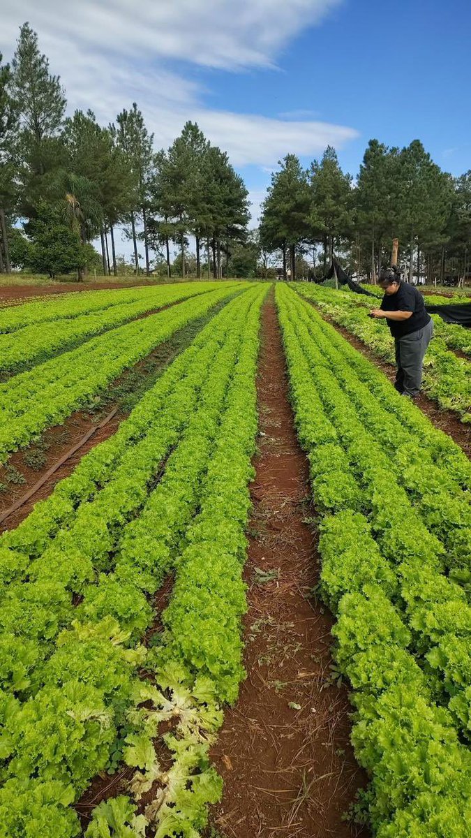 IMaCMnes's tweet photo. PRODUCCION A CAMPO, CIELO ABIERTO, RECURSO QUE PRACTICABAN LOS ABUELOS PARA PROTEGER SU PRODUCCION DE LAS HELADAS

EL humo se utiliza para proteger cultivos de las heladas. https://t.co/HSTbMxlb0m