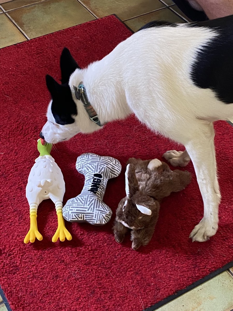 Checking out the new toys Mum bought me today from <a href="/bemorebob2/">BeMoreBob</a>.  She also bought my favourite venison treats - yum 🙂