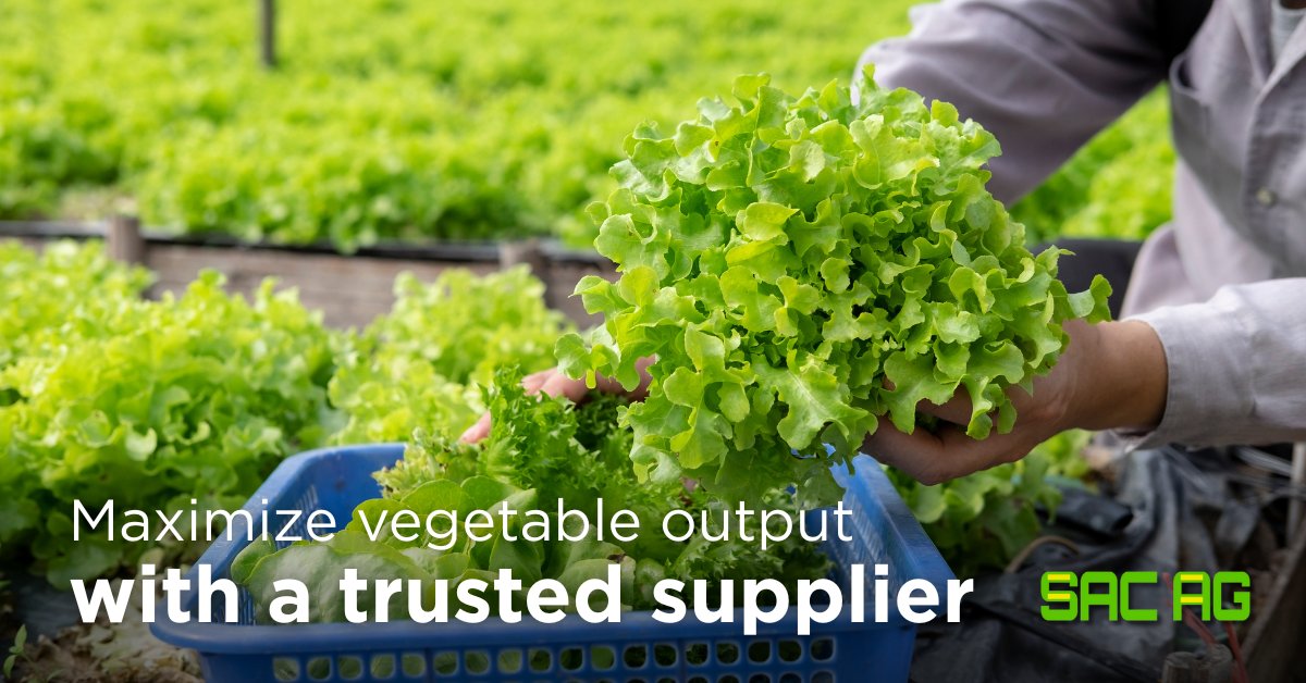 Sac Ag supports production of vegetables through high-quality, locally-manufactured fertilizers for ag retailers + distributors. 

With growers facing production challenges, targeted nutrients can help with growth &amp; yield.

Secure your tons for the season: ow.ly/VmTc50WqHf6