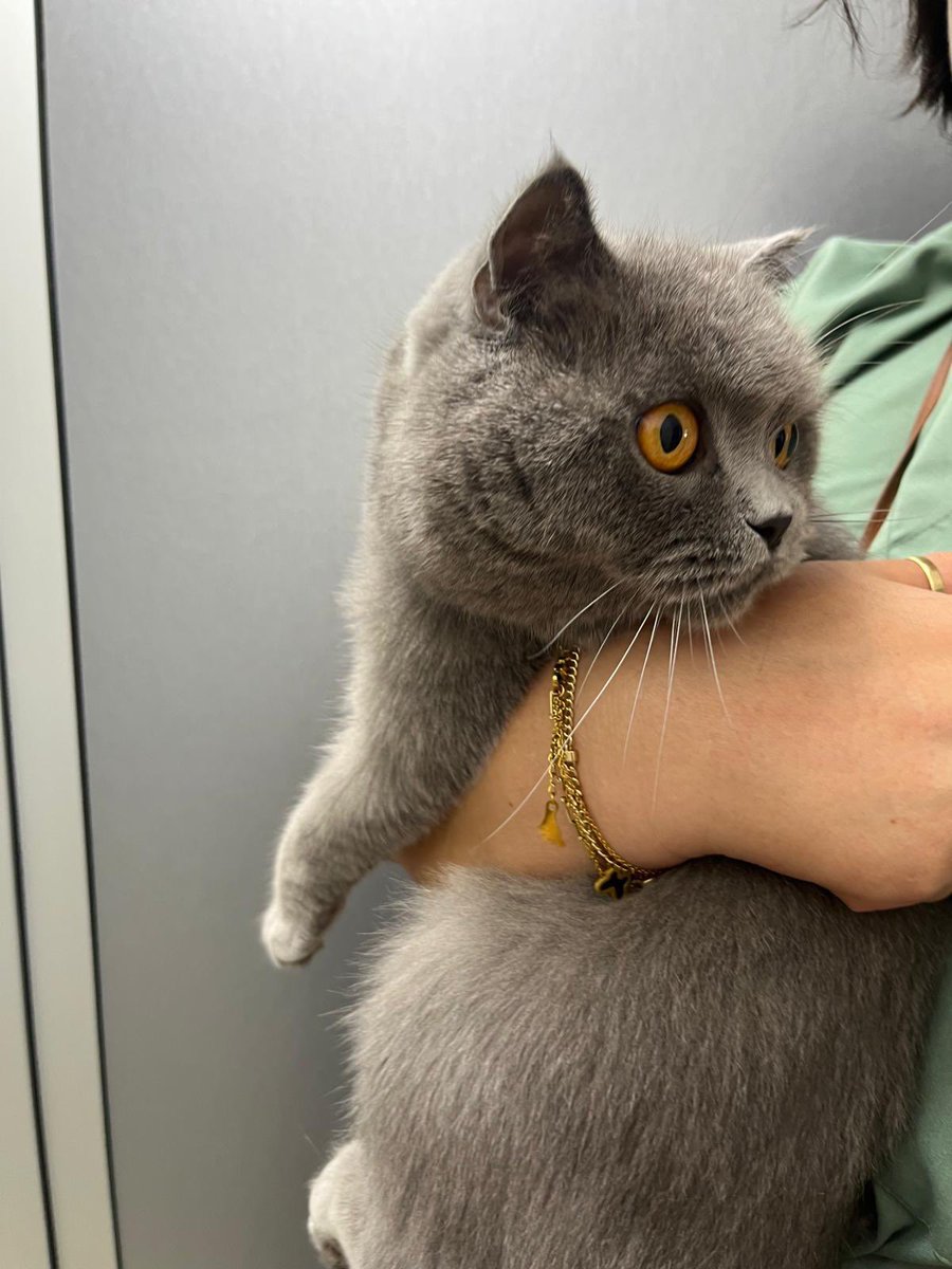 Lexa ve Bibi yuva arıyor 🚨
Yıllardır yaşadıkları evden alerjim var bahanesiyle veterinere terk edilmişler. Lexa beş yaşında Bibi 2 yaşında. İkisi de dişi ve kısır. Bir mucize olur belki ikisi de aynı eve gider. Konum İstanbul.