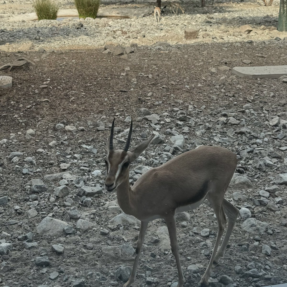 مـعـطـيــك ظـــبي الــفــلا حــالــه