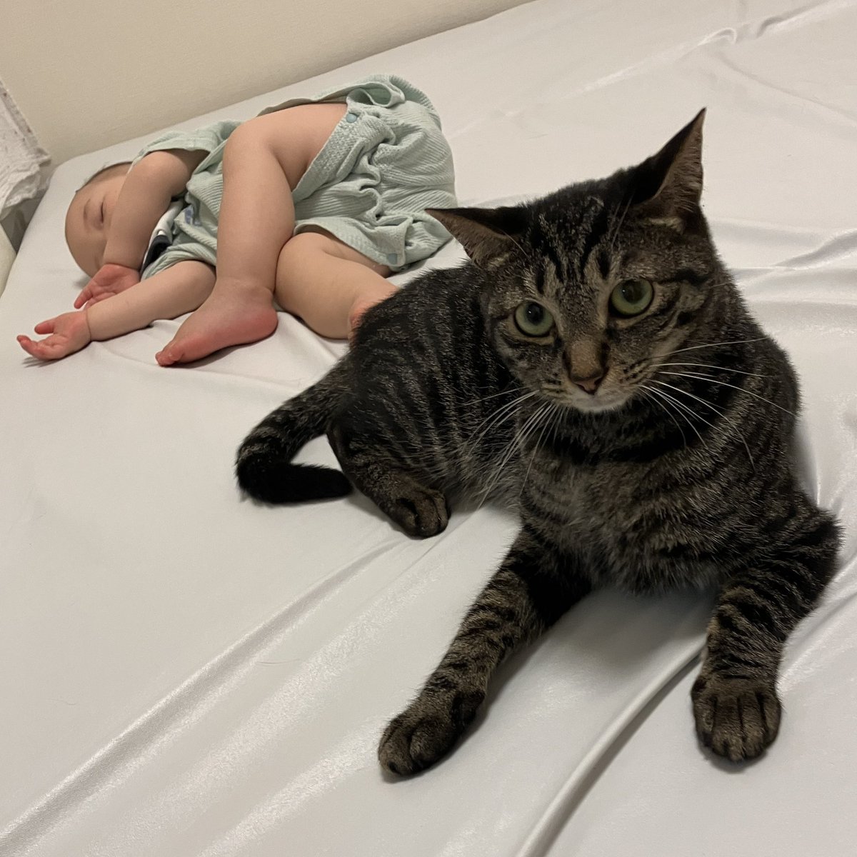 stkeeey's tweet photo. 7月30日水曜夕方に自宅から脱走した飼い猫を探しています。
川崎市高津区坂戸２丁目付近です。
見かけた方がいたらご連絡お願いいたします。

慣れると人懐っこいのですが、外の環境だったら逃げる気もします。

どうぞよろしくお願いします。

#迷い猫
#迷子猫
#猫捜索 https://t.co/dj88gxCHQs