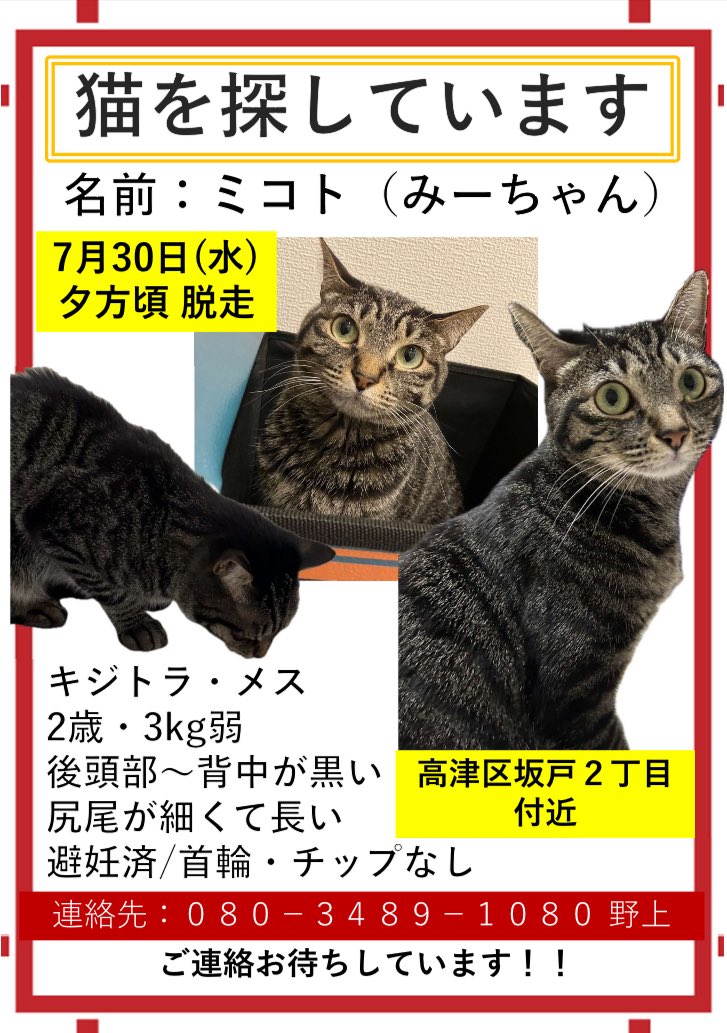 取引猫 satoka nogami on X:
