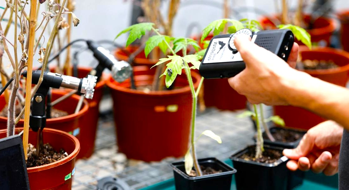 🪴🦗🐝 Cuando las plantas “hablan”, los insectos escuchan, revela nuevo estudio. Un grupo de científicos asegura que #animales e #insectos pueden reaccionar a los sonidos que las #plantas emiten.

Aquí la info 👇👇

agendadiario.news/plantas-hablan…