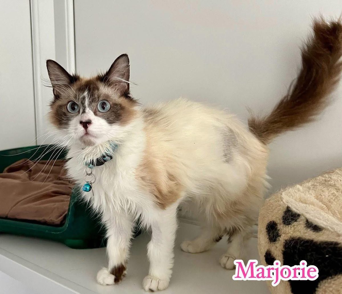 🐾✨ Say hello to Marjorie! ✨🐾

This beautiful girl is a pedigree Snowshoe with the sweetest soul and the prettiest blue eyes 😍

💖 Name: Marjorie
🐱 Breed: Snowshoe
🎂 Age: 9 months
👧 Great with kids gentle, playful, and affectionate
🐶 Dogs? Not sure – she's never met one!