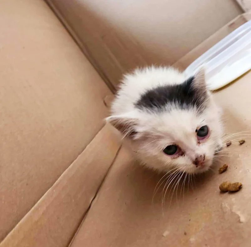 She was so still, people mistook her for trash. She crouched in the corner of a parking lot—wounded, feverish, starving. Dozens of people passed by.
No one noticed.🧵 Meet Kaskett, the tiny kitten no one saw… #CatsOnTwitter