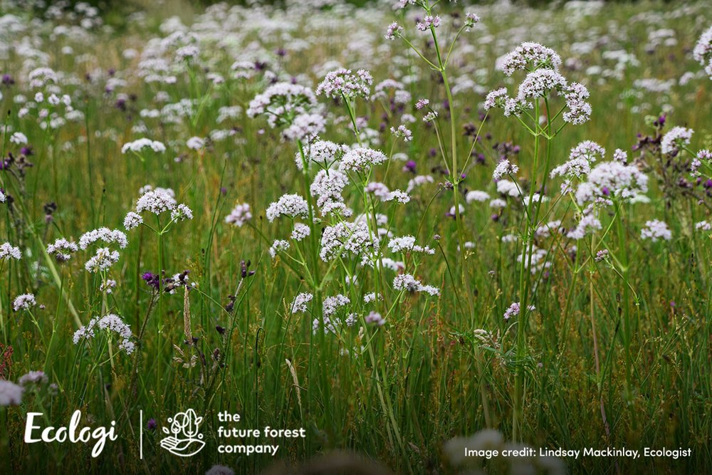 This month we are supporting Wildflowers in the UK which really need our help! The UK’s biodiversity is under huge pressure and 50% has been lost for various reasons. Habitat restoration is crucial for wildlife and all of our wellbeing and we are happy to do our small bit🌼