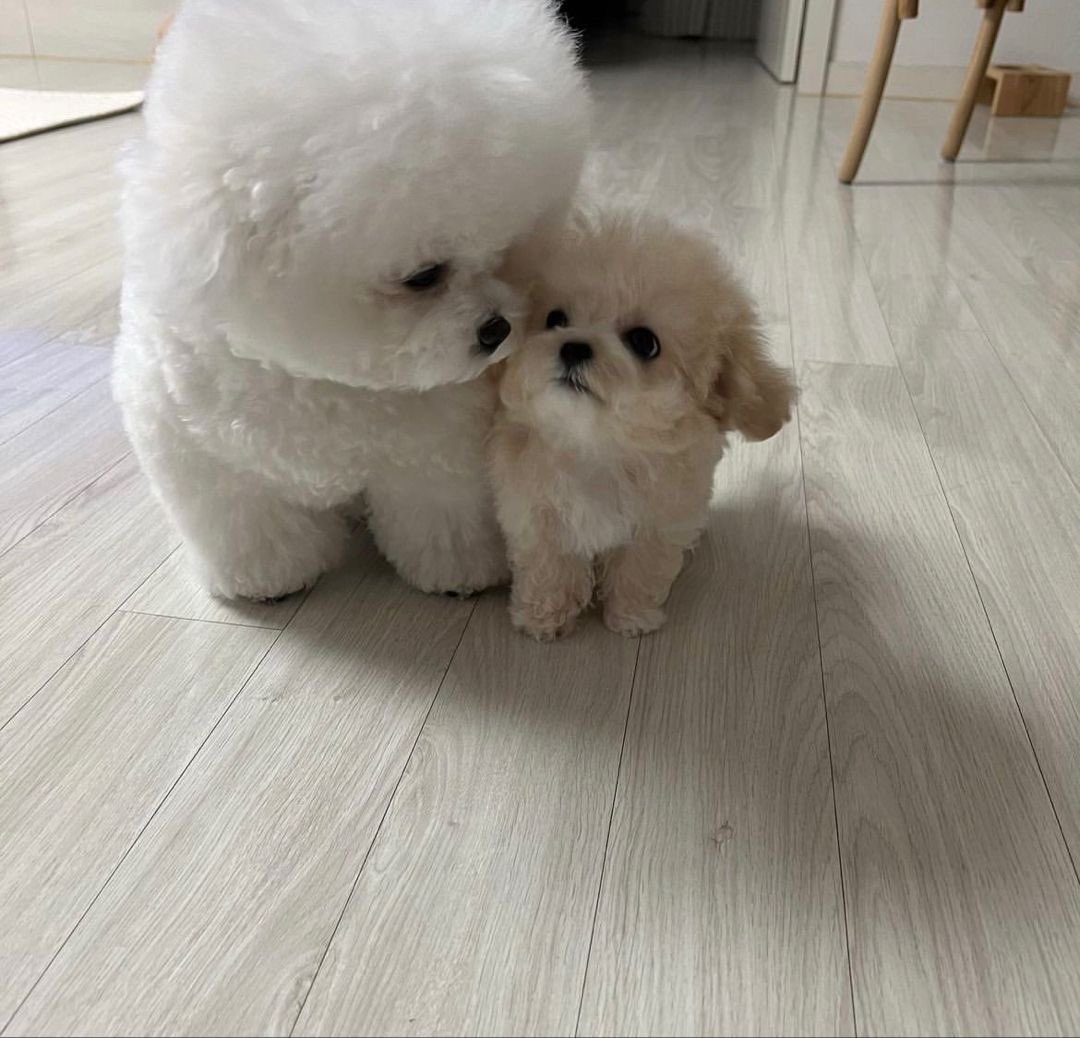 이소희 강아지 (@ddomung2) on Twitter photo 
