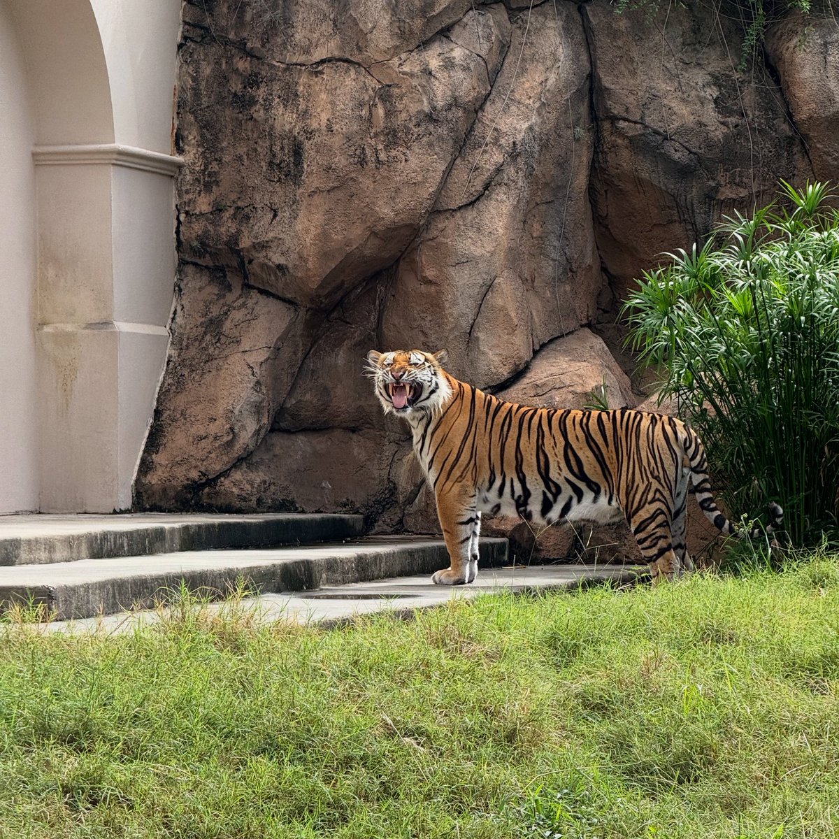 Flehmen response. So I can smell my habitat and make sure I’m the only predator around.
