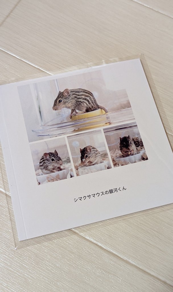 ぎんちゃんページ きんちゃんとぎんちゃん」 きんちゃん、ぎんちゃん＆セタガヤン