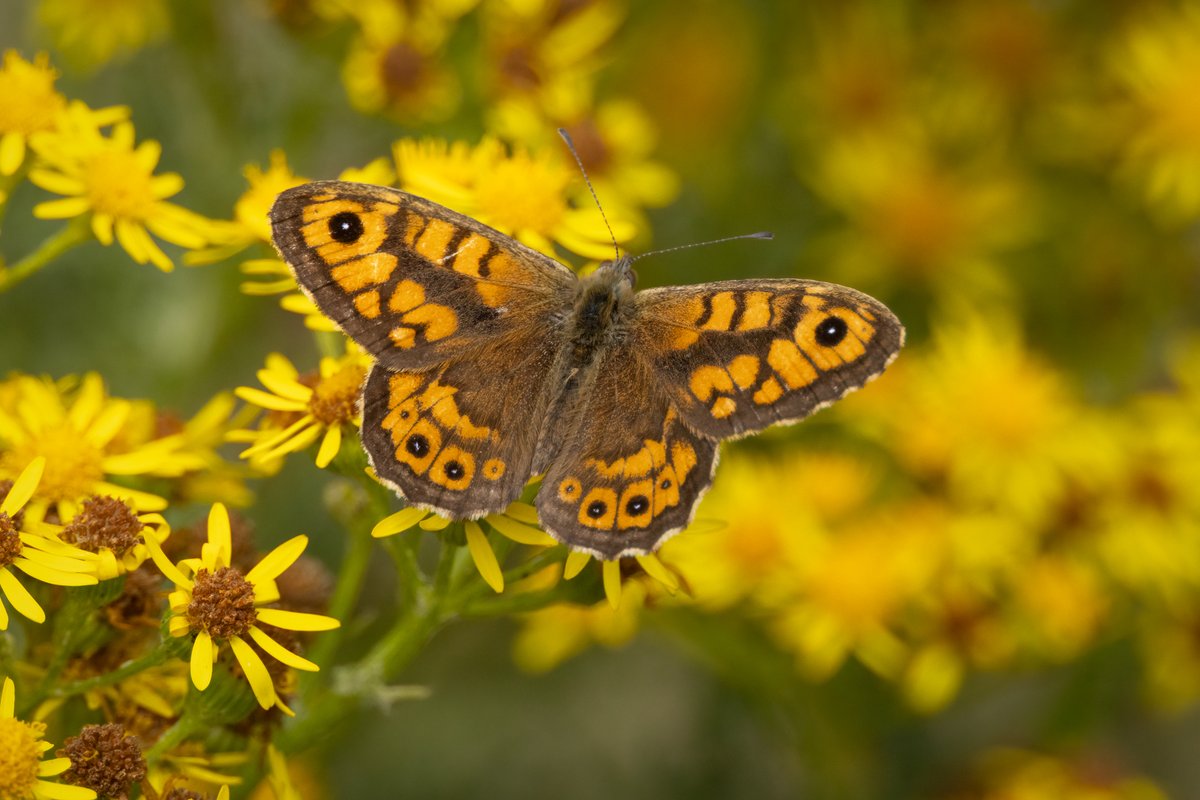 Mark Wright (@markwright12002) on Twitter photo Wall Butterfly on Ragwort
Lytchett Bay, Dorset
<a href="/BC_Dorset/">BC Dorset 🦋</a>
<a href="/DorsetWildlife/">Dorset Wildlife Trust</a>
<a href="/LytchettP/">Lytchett Bay Nature</a> Wall Butterfly on Ragwort
Lytchett Bay, Dorset
<a href="/BC_Dorset/">BC Dorset 🦋</a>
<a href="/DorsetWildlife/">Dorset Wildlife Trust</a>
<a href="/LytchettP/">Lytchett Bay Nature</a>