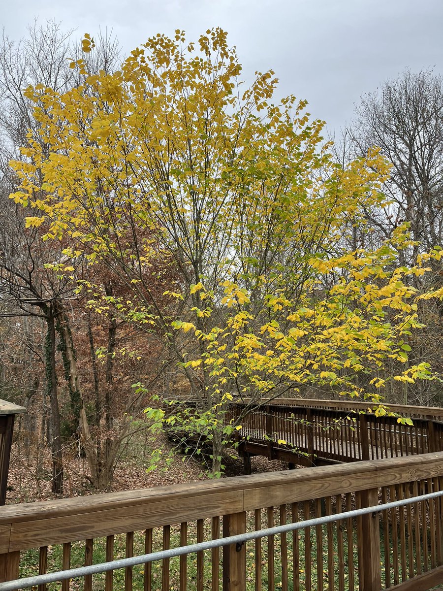 Your invitation
Smacks of beauty undefiled 
Elm tree rendezvous

We’ll attack the trails
Like tomorrow never comes
Wrapped in hot embrace

#vss365
#elm
#haiku
#poem
#poetry

 My pic, Elm tree on Eno River Walk
A lot of running by this tree
Just ask my lover, Runners High