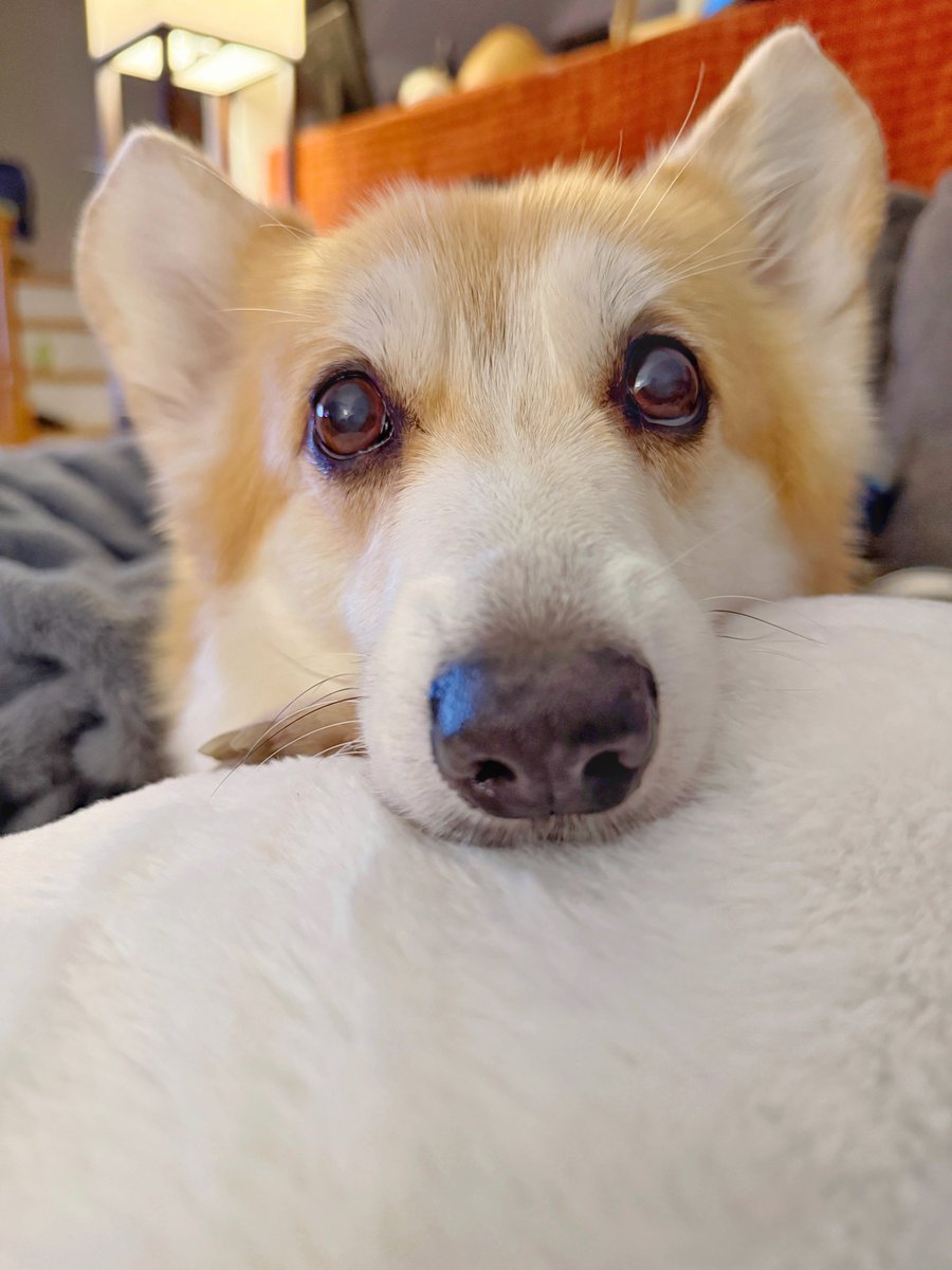Hi, I’m Lilo and I’m in urgent need of boops. Will you be my friend and boop me? Every little boop helps recharge my doggy battery… please? 🥺 #corgi #corgicrew