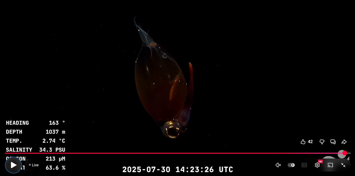 Spotted on the <a href="/SchmidtOcean/">Schmidt Ocean</a> livestream! Check it out: youtube.com/watch?v=xg9NLX…