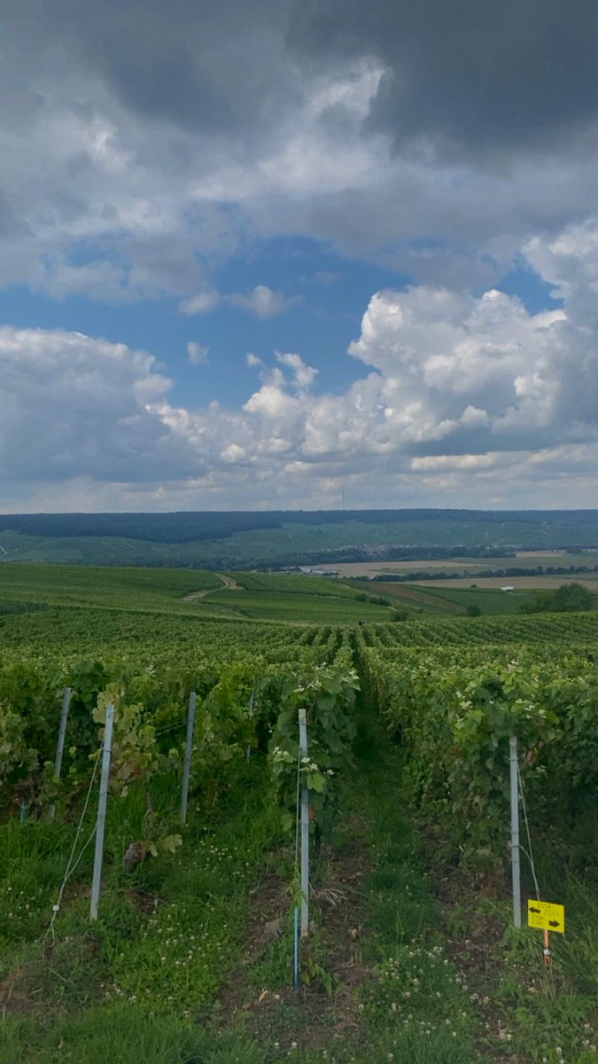 🍇 AXPERA en Champagne : visite d’un nouvel essai en conditions réelles !

👉 3 parcelles ont été observées pour mesurer l'efficacité d'AXPERA : témoin sans cuivre, cuivre dose réduite + AXPERA, cuivre dose pleine.

📽️Une vidéo arrive bientôt !
#Viticulture #Champagne