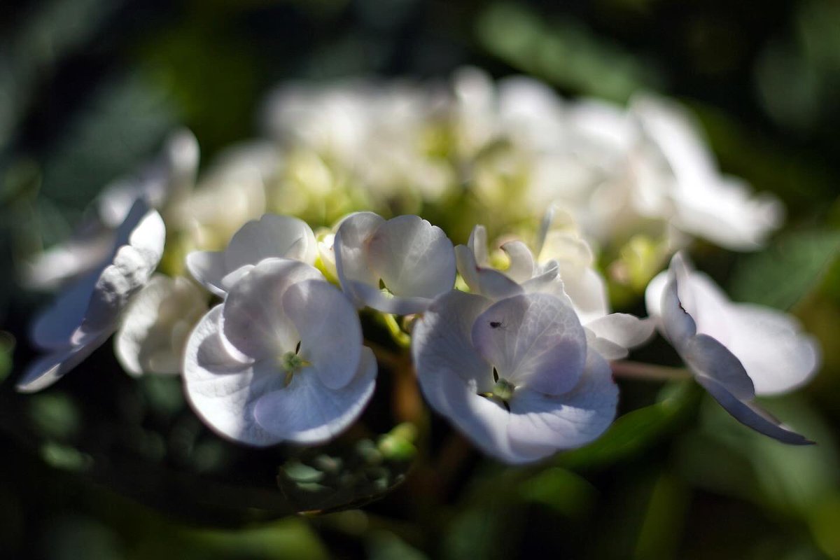 Nasturtium and Hydrangea in the garden <a href="/wrexham/">Wrexham.com</a> <a href="/GWmag/">BBC Gardeners' World Mag</a> <a href="/GWandShows/">BBC Gardeners World</a> <a href="/The_RHS/">The RHS</a>