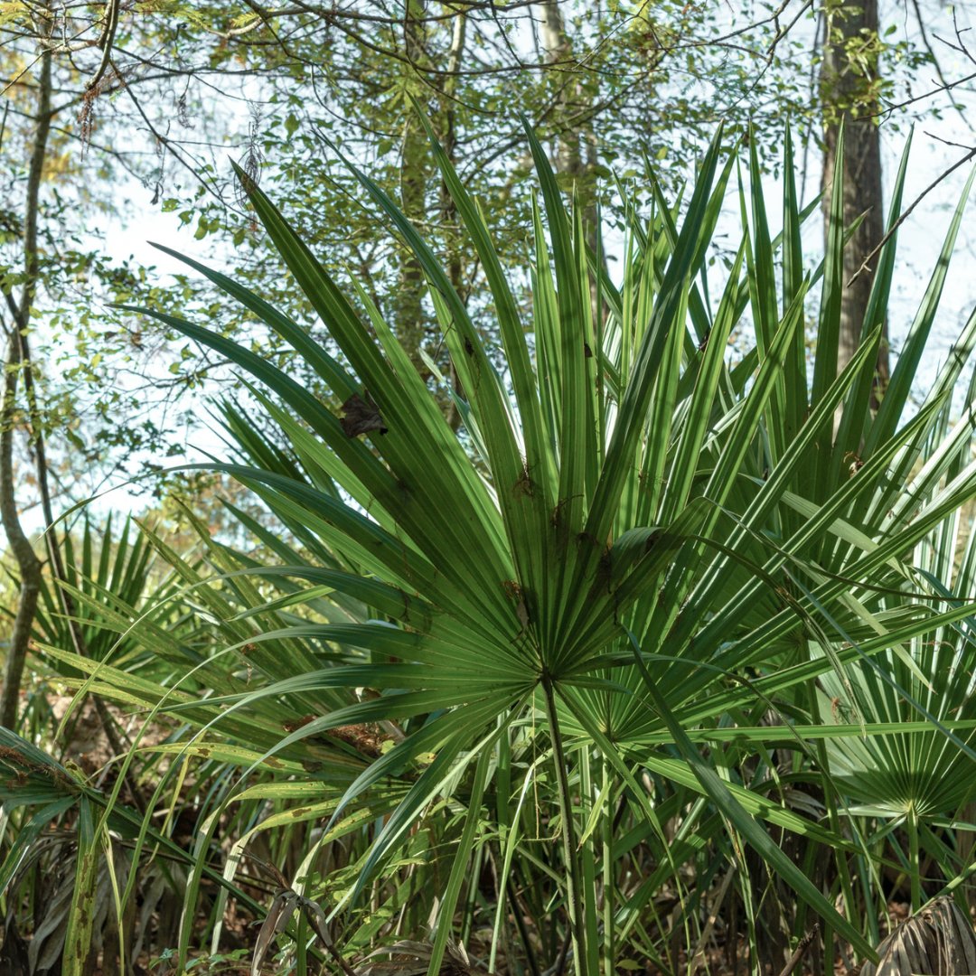 #SawPalmettoBerry 🧺 harvest season is right around the corner!

🗣️ If you're planning to collect 🫐, you're required to obtain a 📄 native plant harvesting permit (FDACS-08025) &amp; authorization from the the collection site beforehand.

🌐 Learn more: fdacs.gov/sawpalmettober…