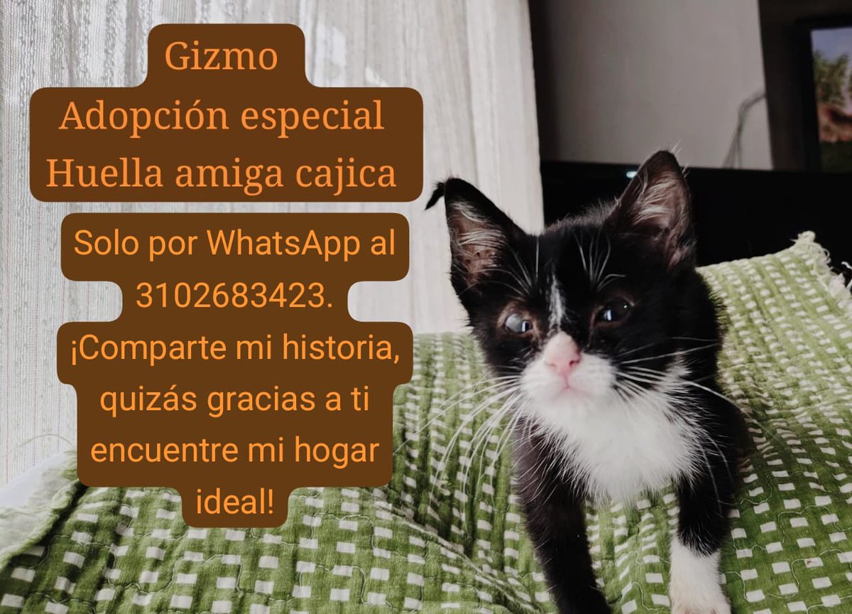Eymi Canaria (@eymiyescanaria) on Twitter photo <a href="/andreanimalidad/">Andrea Padilla Villarraga🐆</a> <a href="/AnimaNat_Col/">AnimaNaturalisCol</a> <a href="/acicba/">ACICBA Bienestar Animal</a> <a href="/DiaAnimales/">Al Día Con Los Animales 🐾</a> <a href="/ConnyArrieta/">Connyalrescate</a> <a href="/maomontenegro/">Animales Seres Sintientes y Conscientes. Avancemos</a> <a href="/juliherrerap/">Rosa Juliana Herrera Pinto🐾👣</a> <a href="/Margaritarosadf/">Margarita Rosa</a> <a href="/malizca526/">Martha Cecilia</a> <a href="/margaritavela/">Margarita Vela 🌳🍀🌽🌼</a> <a href="/MONYRODRIGUEZOF/">MÓNICA RODRÍGUEZ 🐤</a>
🐾 Hola, soy Gizmo, un hermoso bebé en condición especial 🐶
Tengo apenas dos meses y ya conozco el abandono. <a href="/andreanimalidad/">Andrea Padilla Villarraga🐆</a> <a href="/AnimaNat_Col/">AnimaNaturalisCol</a> <a href="/acicba/">ACICBA Bienestar Animal</a> <a href="/DiaAnimales/">Al Día Con Los Animales 🐾</a> <a href="/ConnyArrieta/">Connyalrescate</a> <a href="/maomontenegro/">Animales Seres Sintientes y Conscientes. Avancemos</a> <a href="/juliherrerap/">Rosa Juliana Herrera Pinto🐾👣</a> <a href="/Margaritarosadf/">Margarita Rosa</a> <a href="/malizca526/">Martha Cecilia</a> <a href="/margaritavela/">Margarita Vela 🌳🍀🌽🌼</a> <a href="/MONYRODRIGUEZOF/">MÓNICA RODRÍGUEZ 🐤</a>
🐾 Hola, soy Gizmo, un hermoso bebé en condición especial 🐶
Tengo apenas dos meses y ya conozco el abandono.