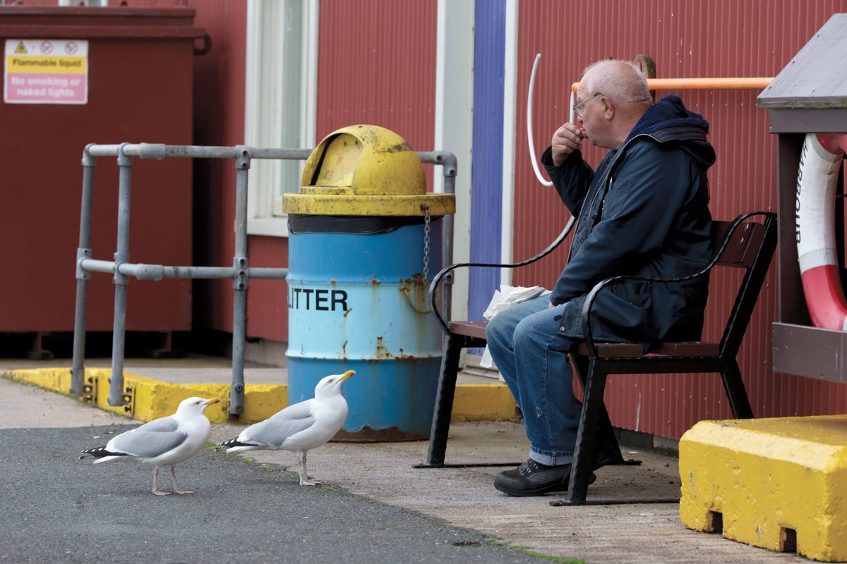 Gulls are more than seaside scavengers, they're survival experts.

New research from the Isle of May tracks how gulls adapt to disappearing food sources in a human-shaped world.

🔗 Read our story: wildlife-watchers.com/gulls-and-huma…

📡 #BirdConservation 

📸 by Edmund Fellowes / BTO