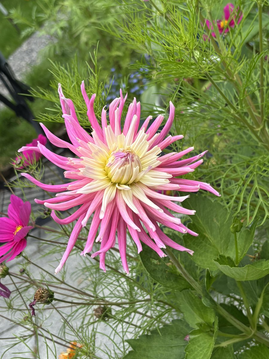 Made the shortlist in Write By The Sea (memoir piece) #Writing Here’s a magic dahlia from the garden.
