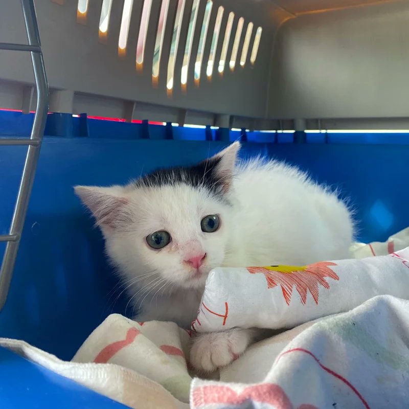 Until one man did, he scooped her up and rushed her to the vet. And even though Kaskett was so weak, she attacked her food like a little lion. Days of intensive care followed. Each day, she fought a little harder. Then the best thing happened…
She found her forever home. 🏡✨