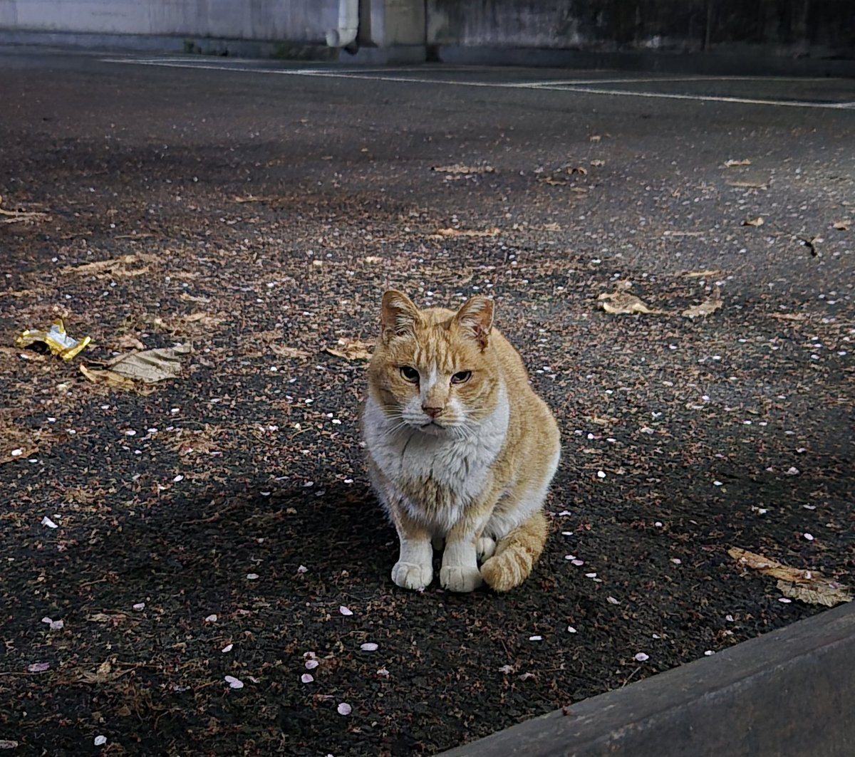 혹시 이 순하고 정많고 느릿느릿 얌전한 아이를 장기 임보, 또는 입양하실 분이 있을까요? 나이가 있고 아픈 데가 있어서 쉽지 않겠지만, 동아리에서 열심히 치료 중입니다. 꾸준히 약을 먹일 환경을 만들기 위함입니다. 간절해서 올려봅니다. 이렇게ㅜ생겼어요. instagram.com/p/DMnS49SzHOi/…