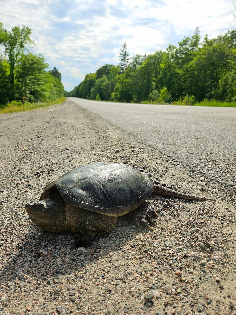 It's #WildlifeWednesday! Today we're featuring the snapping turtle, Chelydra serpentina🐢

Fast Facts:
🦖They have an ancient lineage &amp; lived amongst the dinosaurs
💯 Some can reach over 100yrs old
🌊They have the ability to hibernate underwater
🦷No teeth, just a powerful jaw