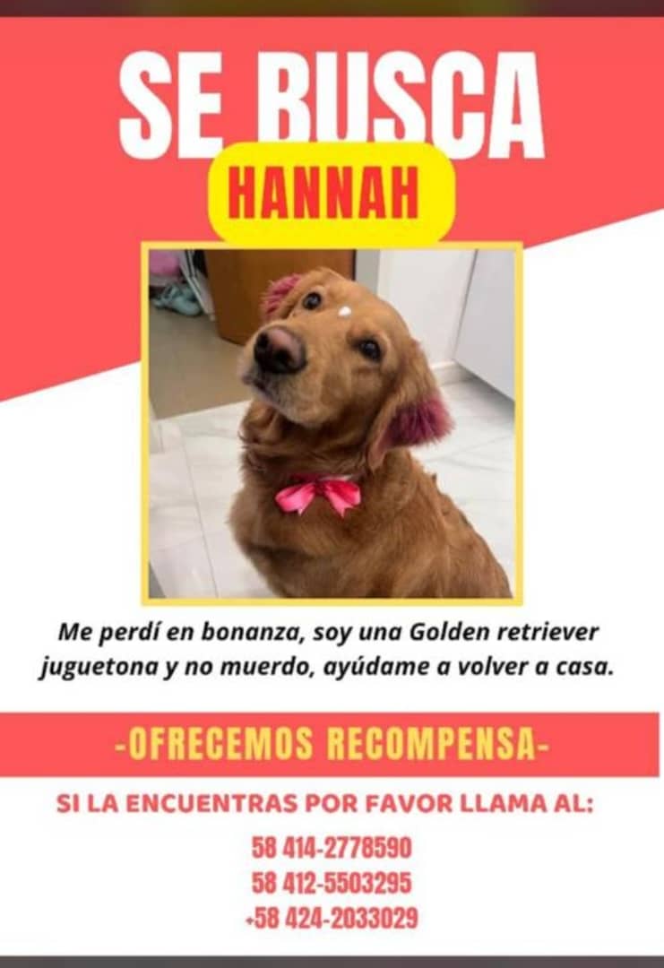 Mi familia tuvo un accidente de tránsito a la Altura de La  Bonanza, Edo. Miranda, 💔mi hermana perruna falleció y yo me extravié 😓 por favor si me ves devuélveme a mi familia. 29/7/25.
