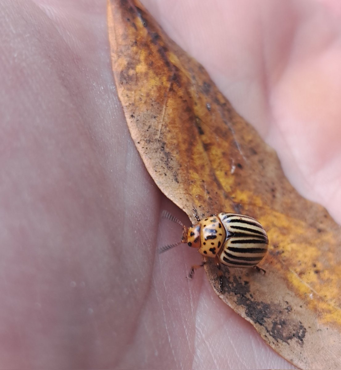 Oh mio Dio!
Piango!
Era una vita che non vedevo una dorifora! 🥲❤️