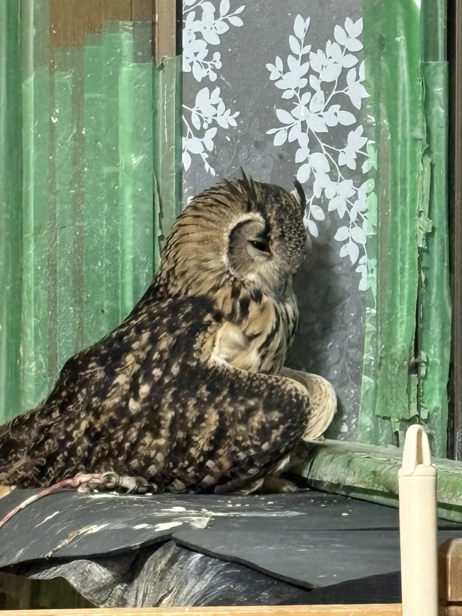 まりん♡❀大人気の福福梟❀首が回る回る回る 福円(フクマル)/個人VTuberのフクロウさん on X: 