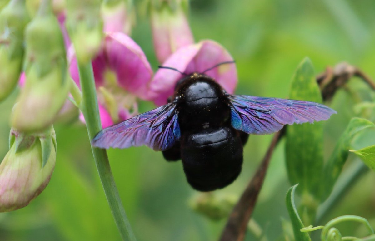 Przez lata uznawana za gatunek „prawdopodobnie wymarły”, dziś czarna pszczoła znów pojawia się w Polsce 🐝 Ten imponujący zapylacz nie zagraża człowiekowi, choć jego wygląd może zmylić. Eksperci #UPWr jego powrót tłumaczą postępującymi zmianami klimatu.
👉 bit.ly/4ml9WBP