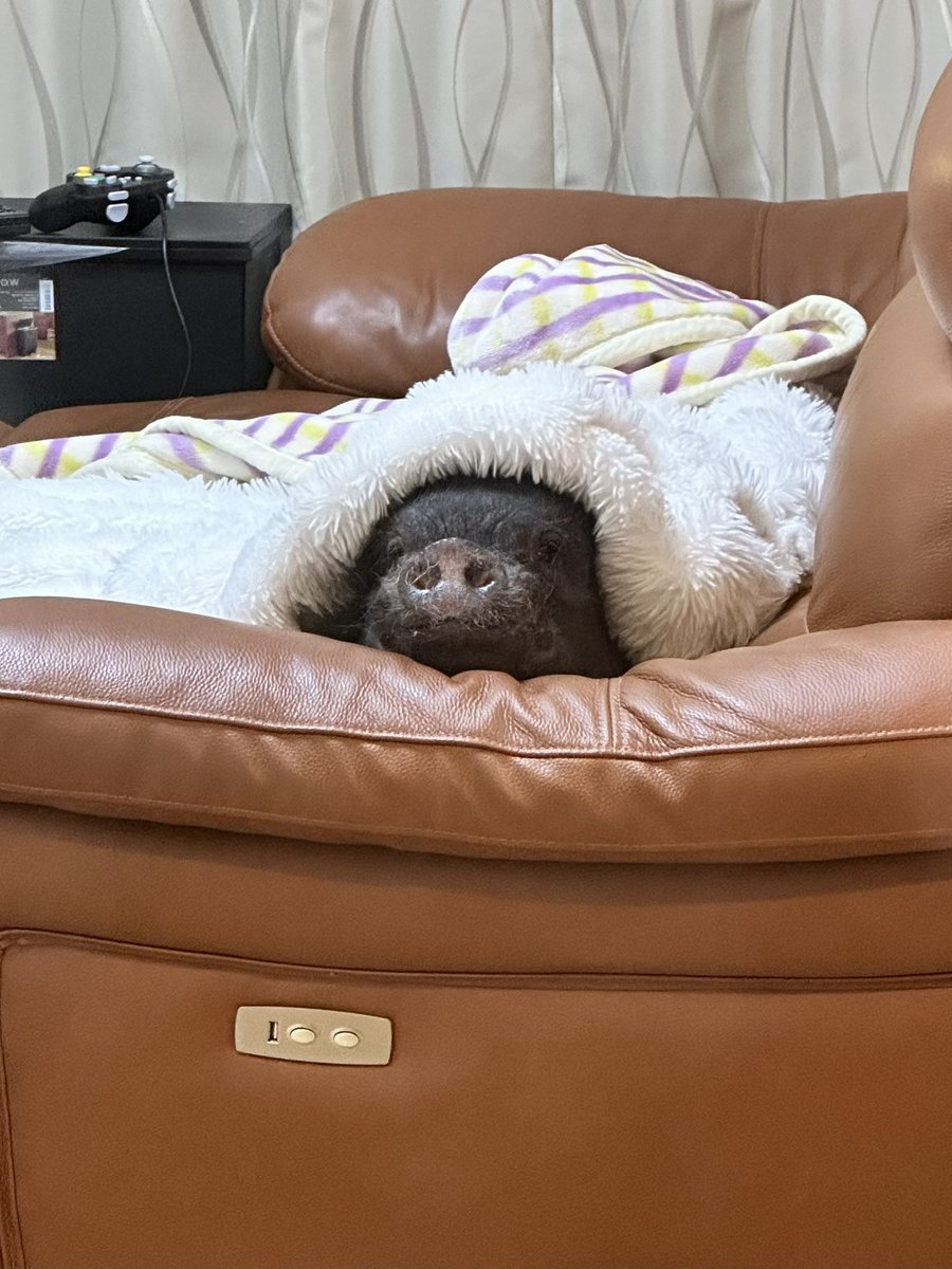 とんかつ tweet media