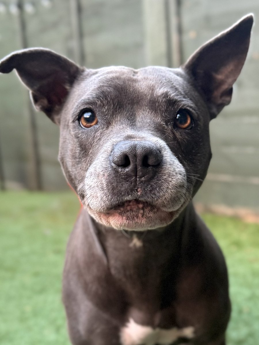 IsaMary2021's tweet image. Mum loves this intense photo of me but I prefer pics of me smiling.  Which do you like best? ❤️❤️ #IsaMary #Cute #DogModel