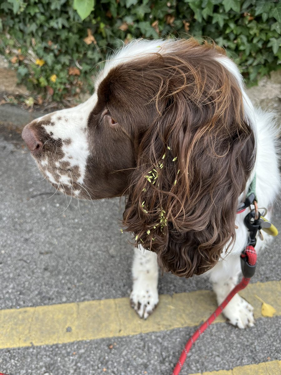 OPPs I’m going to seed! 

Luckily M keeps one of my combs in the car for occasions like this