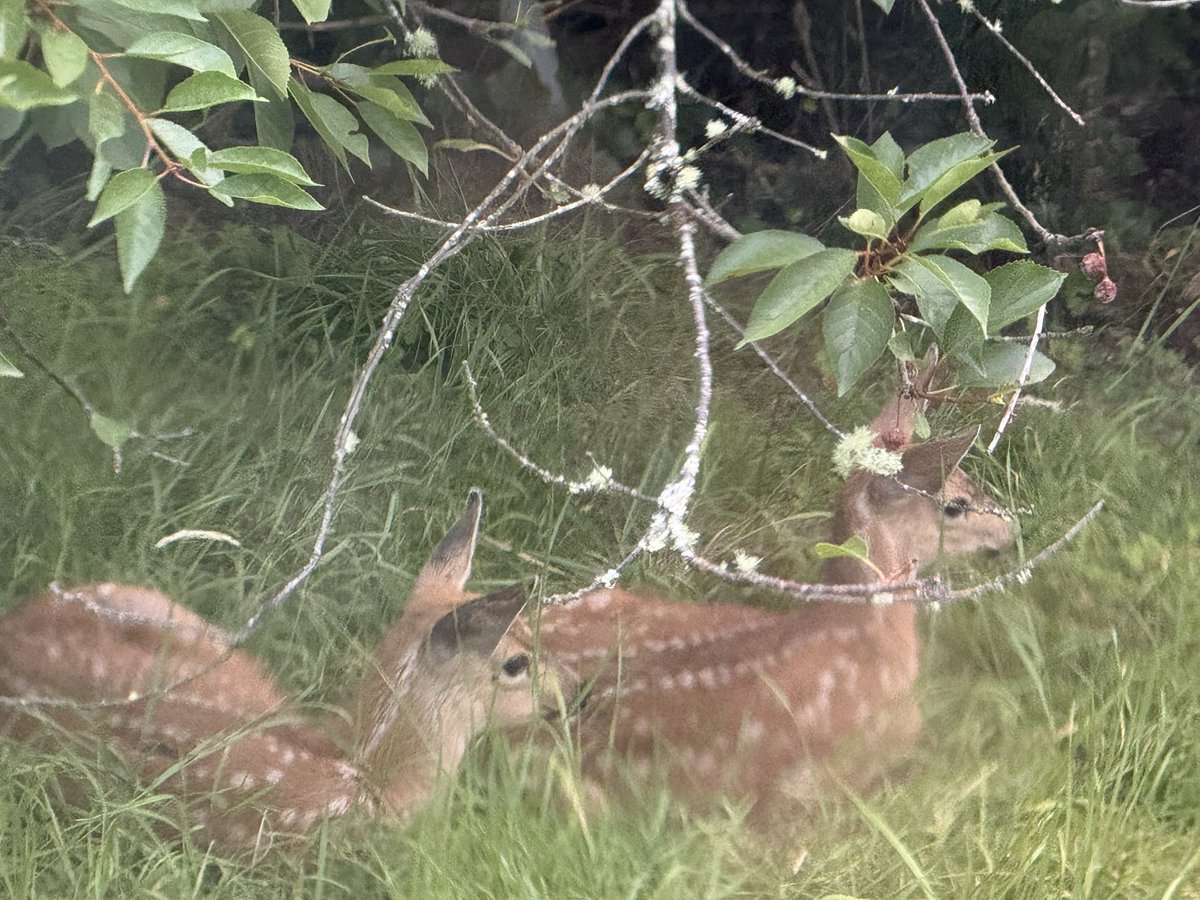 A new set of twins has arrived.