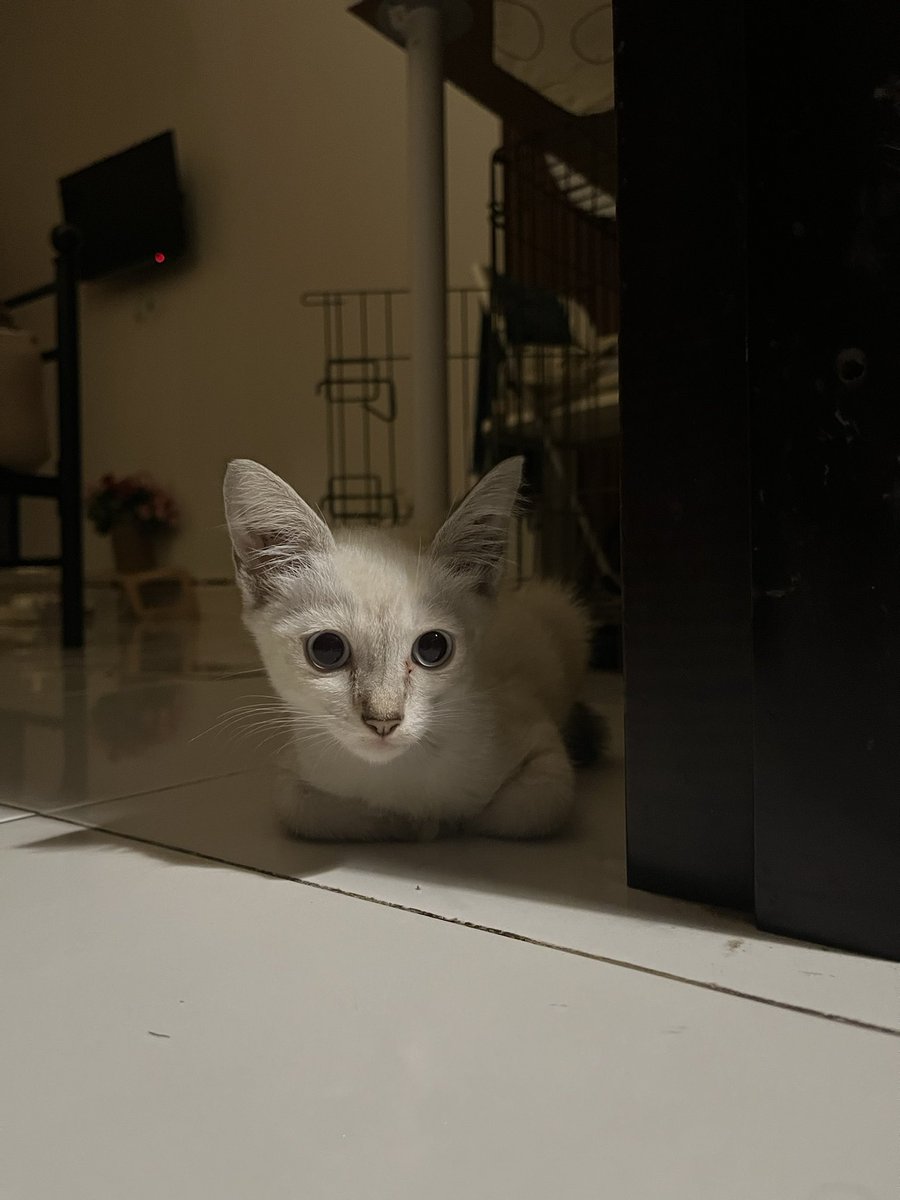 jeni98_s's tweet photo. Ada yg mau adopt aku? Dom jabodetabek, DM aku yaw. Ini jantan, 3 bulan. Sudah obat cacing🥰🫡 #kucingbogor #adoptkucing #openadopkucing #adopsikucing https://t.co/32n1PRgtfD