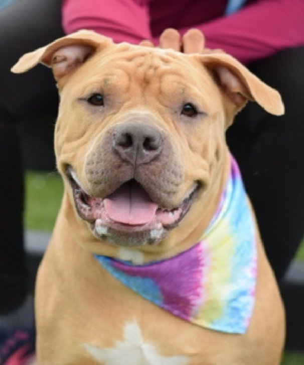 Julie๐ป๐พ (@myboxerluvmac1) on Twitter photo ๐Ginger๐
#NYCACC #228704 4y
โช๏ธKILL COMMAND โ๏ธ
๐ขTrue Loving Companion Rescue would like to save Ginger, looking for an Adopter for her
contact
moran_r_2000@yahoo.com
Precious sweetie's๐, after lost family she adored.
Described as social, affectionate, knows cues, gd 4 ๐Ginger๐
#NYCACC #228704 4y
โช๏ธKILL COMMAND โ๏ธ
๐ขTrue Loving Companion Rescue would like to save Ginger, looking for an Adopter for her
contact
moran_r_2000@yahoo.com
Precious sweetie's๐, after lost family she adored.
Described as social, affectionate, knows cues, gd 4