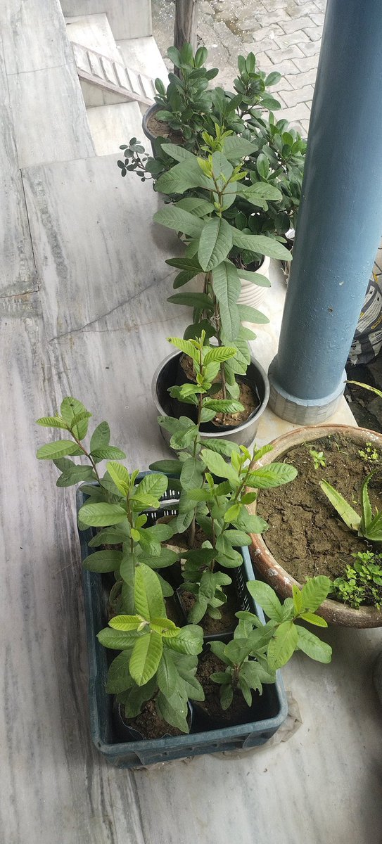 एक खुशहाल जीवन सिर्फ खुशहाल परिवार के साथ होता है। पौधे हो या इंसान जहां एकजुटता से होते हैं और संग्रहित रहते है हमेशा खुशहाल अनुभव करते है।