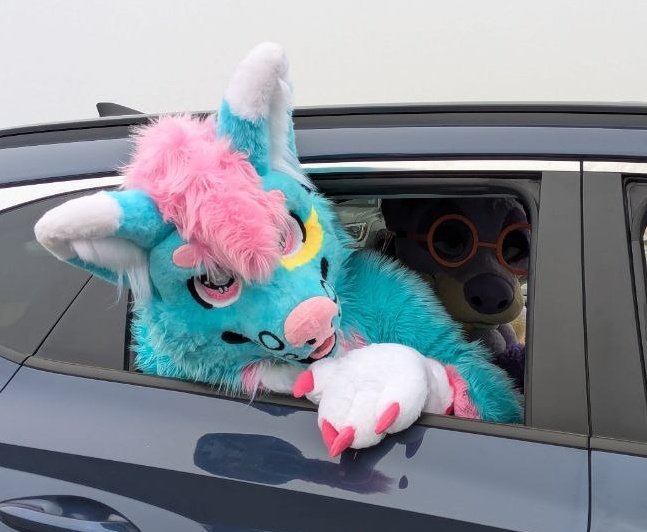 Will be at <a href="/canFURence/">CanFURence: Furries of the Wastes</a> in just a few hours! Who wants to see a big cuddly Corgi? 🩵🩷🩵🩷